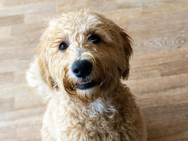Labradoodles are very affectionate, friendly and sociable, making them ideal as a guide dog or family dog. Life expectancy 12-14 years; Friendliness 5/5; Energy level 5/5; Grooming intensity 1/5; Intelligence 4/5