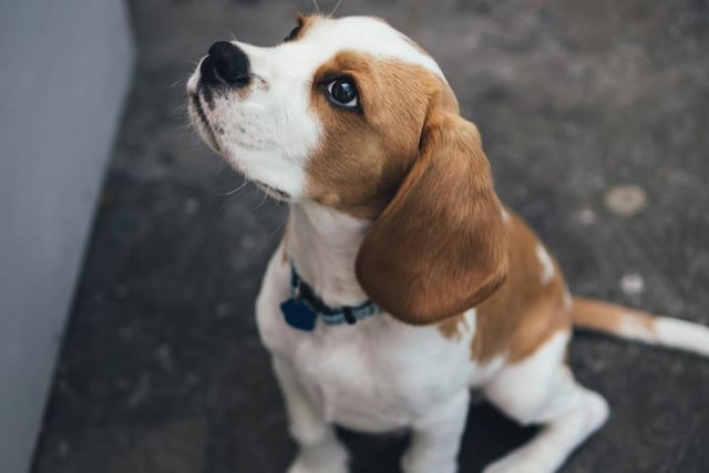 The Beagle’s need for love and affection makes them a perfect family dog, equally friendly to children, strangers and other dogs around them. Life expectancy 10-15 years; Friendliness 5/5; Energy level 4/5; Grooming intensity
1/5; Intelligence 4/5