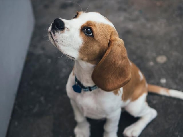 The Beagle’s need for love and affection makes them a perfect family dog, equally friendly to children, strangers and other dogs around them. Life expectancy 10-15 years; Friendliness 5/5; Energy level 4/5; Grooming intensity
1/5; Intelligence 4/5