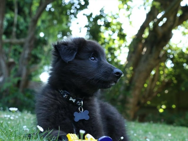 If you want to keep your Belgian Shepherd happy, give it a large garden where it can enjoy its daily dose of exercise. Life expectancy 10-12 years; Friendliness 5/5; Energy level 5/5; Grooming intensity 2/5; Intelligence 5/5
