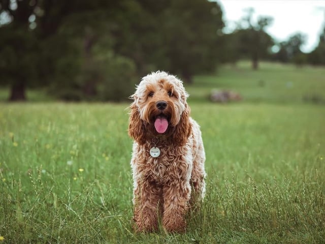 Although Cockapoos have medium levels of energy, they are happiest when running around. You can keep their playful personality in check easily with training or by giving them affection. Life expectancy 12-15 years; Friendliness 5/5; Energy level 3/5; Grooming intensity 4/5; Intelligence 4/5