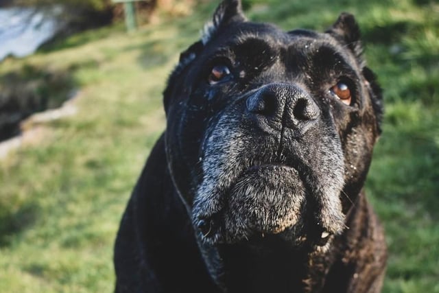 Cane Corso's were used as working dogs and originated in Italy. A protective nature and powerful build make them more suitable for experienced dog owners. Life expectancy 10-12 years; Friendliness 3/5; Energy level 4/5; Grooming intensity 0/5; Intelligence 5/5