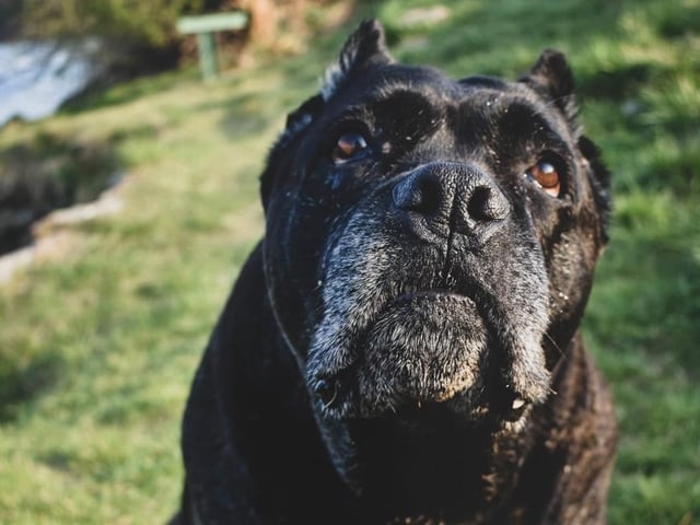 Cane Corso's were used as working dogs and originated in Italy. A protective nature and powerful build make them more suitable for experienced dog owners. Life expectancy 10-12 years; Friendliness 3/5; Energy level 4/5; Grooming intensity 0/5; Intelligence 5/5