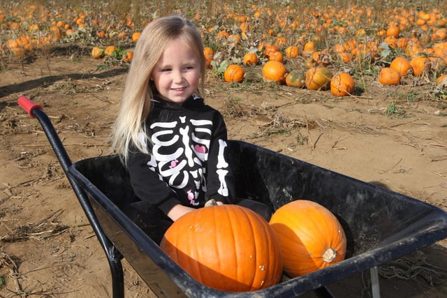 How many pumpkins can you fit in a wheelbarrow?