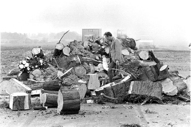 Plenty of timber to choose from on the old runway at Tangmere after the Great Storm in 1987