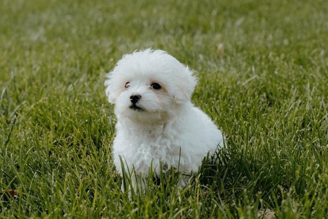A Maltipoo is a cross between Maltese and Poodle and at number 13. They are extremely loving and fun, which makes them a perfect addition to any family. Life Expectancy 10-13 years; Friendliness 5/5; Energy level 3/5; Grooming intensity 2/5; Intelligence 4/5