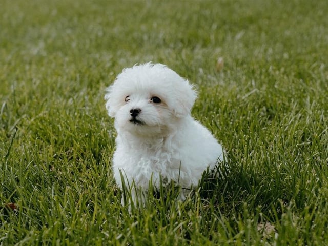 A Maltipoo is a cross between Maltese and Poodle and at number 13. They are extremely loving and fun, which makes them a perfect addition to any family. Life Expectancy 10-13 years; Friendliness 5/5; Energy level 3/5; Grooming intensity 2/5; Intelligence 4/5
