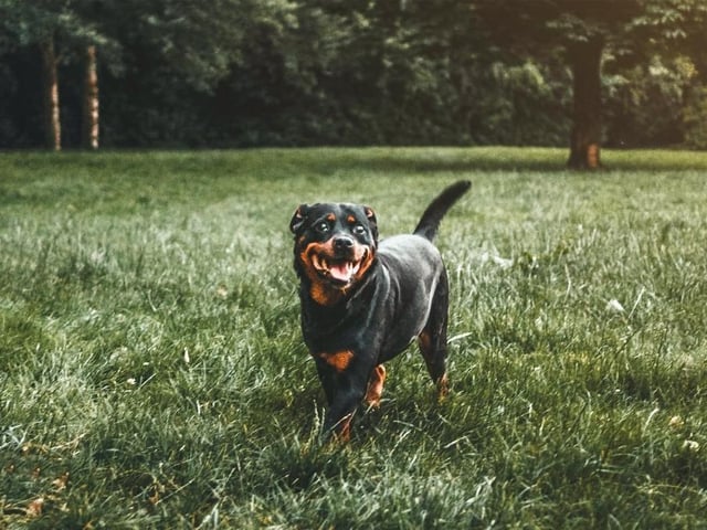 Rottweilers are number 14 in the list. Life Expectancy 9-10 years; Friendliness 
4/5; Energy level 4/5; Grooming intensity 0/5; Intelligence 5/5
