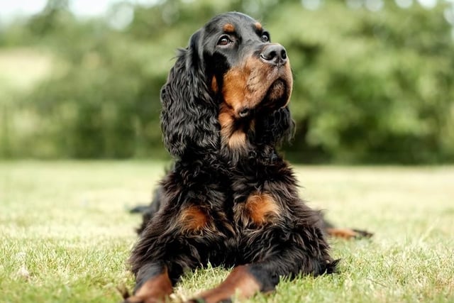 Cocker Spaniels are at number 15. They tend to be friendly, adaptable and easy to train. Life Expectancy 12-15 years; Friendliness 4/5;  Energy level 4/5; Grooming intensity 4/5; Intelligence 4/5