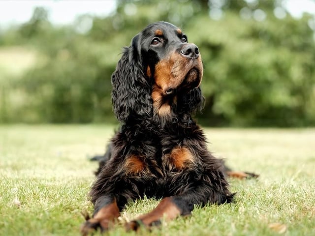 Cocker Spaniels are at number 15. They tend to be friendly, adaptable and easy to train. Life Expectancy 12-15 years; Friendliness 4/5;  Energy level 4/5; Grooming intensity 4/5; Intelligence 4/5