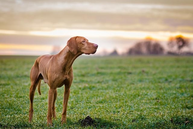 Hungarian Vizslas are at number 16. They are gorgeous gold coloured dogs that are very active and require a minimum of two hours of exercise a day. Life Expectancy; 12-14 years; Friendliness 4/5; Energy level 5/5; Grooming intensity 0/5; Intelligence 5/5