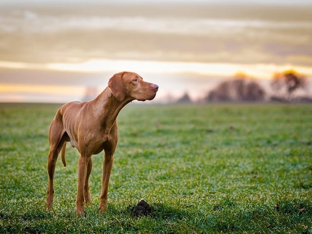 Hungarian Vizslas are at number 16. They are gorgeous gold coloured dogs that are very active and require a minimum of two hours of exercise a day. Life Expectancy; 12-14 years; Friendliness 4/5; Energy level 5/5; Grooming intensity 0/5; Intelligence 5/5