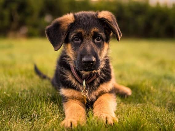 A handy guide to help people choose the right dog has been created by petGuard.co.uk