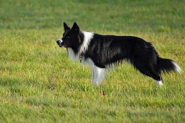 Border Collies are at number 12 on the list. They are still the farmer’s choice of working dog for gathering sheep in the UK. Life expectancy 12-15 years; Friendliness 4/5; Energy level 5/5; Grooming intensity 3/5; Intelligence 5/5