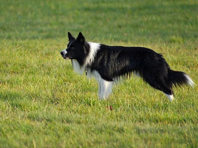 Border Collies are at number 12 on the list. They are still the farmer’s choice of working dog for gathering sheep in the UK. Life expectancy 12-15 years; Friendliness 4/5; Energy level 5/5; Grooming intensity 3/5; Intelligence 5/5