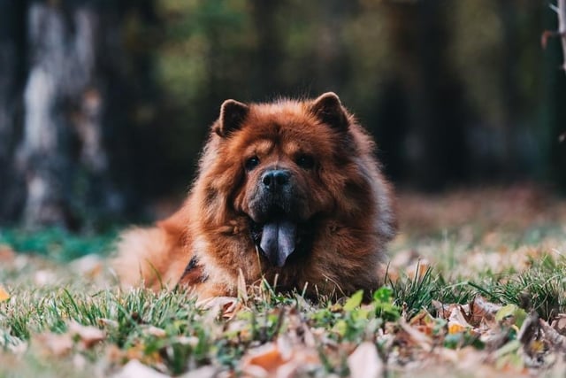 The Chow Chow is at number 18. They tend to be protective, independent and reserved. Life Expectancy 12-15 years; Friendliness 1/5; Energy level 2/5; Grooming intensity 4/5; Intelligence 1/5