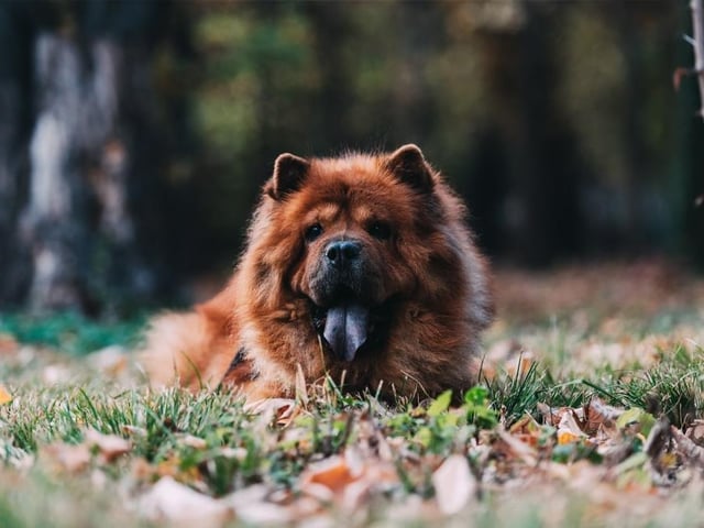 The Chow Chow is at number 18. They tend to be protective, independent and reserved. Life Expectancy 12-15 years; Friendliness 1/5; Energy level 2/5; Grooming intensity 4/5; Intelligence 1/5