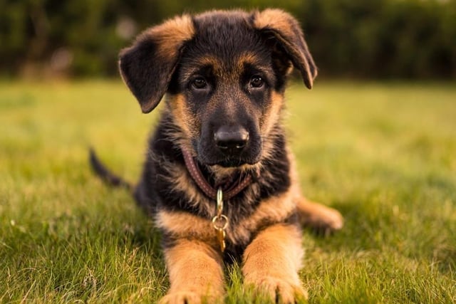 The German Shepherd is at number 19. They evoke respect and authority. They are trained to do so due to their intelligence, courage and strength but they have their soft side too. Life Expectancy 10-14 years; Friendliness 4/5; Energy level 5/5; Grooming intensity 0/5; Intelligence 5/5