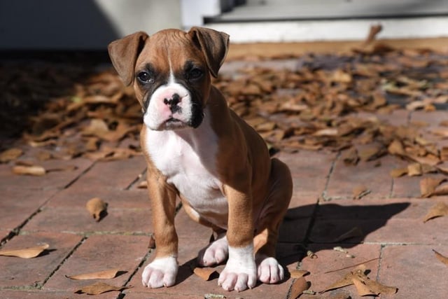 The Boxer is at number 20 on the list: They were originally bred to be a guide dog as they are intelligent and able to be trained easily if training is consistent. Life Expectancy 10-12 years; Friendliness 4/5; Energy level 5/5; Grooming intensity 0/5; Intelligence 4/5