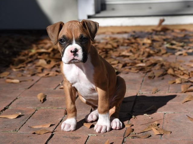 The Boxer is at number 20 on the list: They were originally bred to be a guide dog as they are intelligent and able to be trained easily if training is consistent. Life Expectancy 10-12 years; Friendliness 4/5; Energy level 5/5; Grooming intensity 0/5; Intelligence 4/5