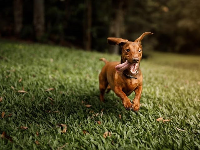 Dachshunds are at number 17. They are very cute, friendly and playful and like to snuggle up on the sofa with the whole family. Life Expectancy 12-15 years; Friendliness 3/5; Energy level 3/5; Grooming intensity 2/5; Intelligence 4/5