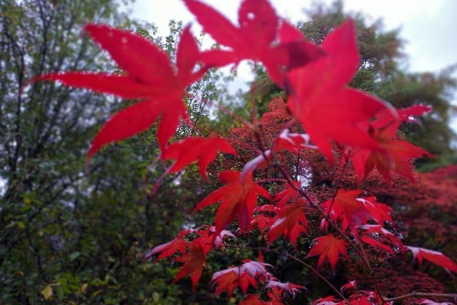 The radiant red colours of an acer