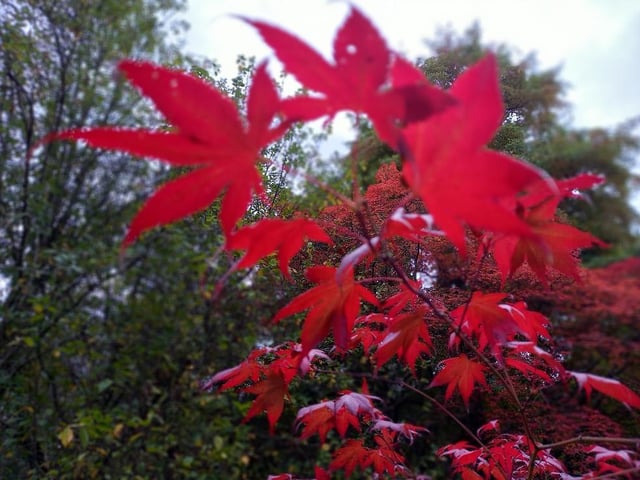 The radiant red colours of an acer