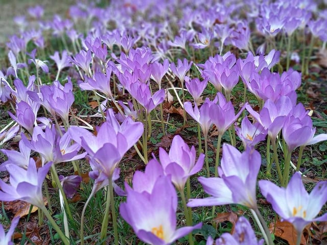 A carpet of beautiful colour sweeps through some of the parkland