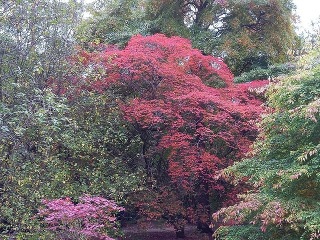 Some of the radiant colours of autumn among the woodland