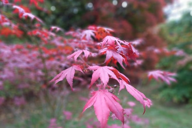 Acer leaves light up the woodland