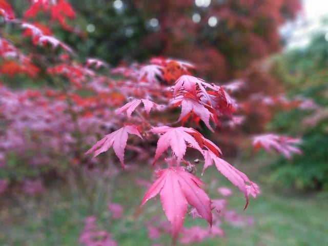 Acer leaves light up the woodland