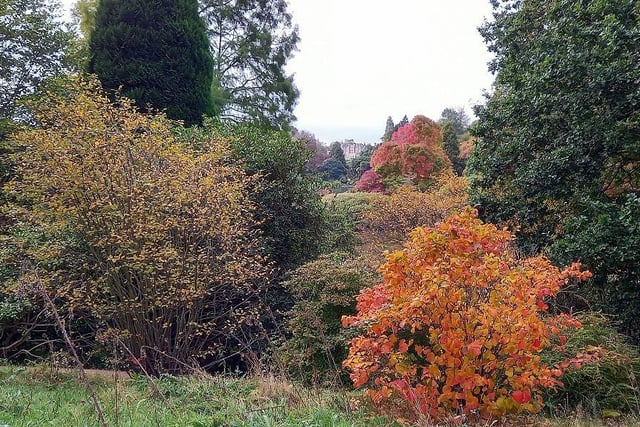 Golden colours appear all over the park