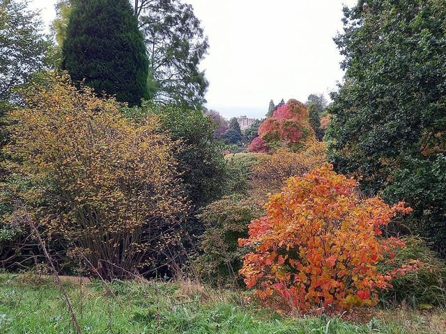 Golden colours appear all over the park