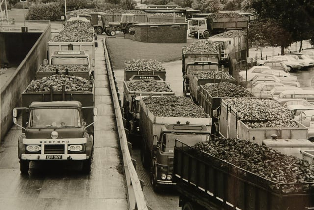Lorries laden with sugar beet arriving at the Peterborough site.