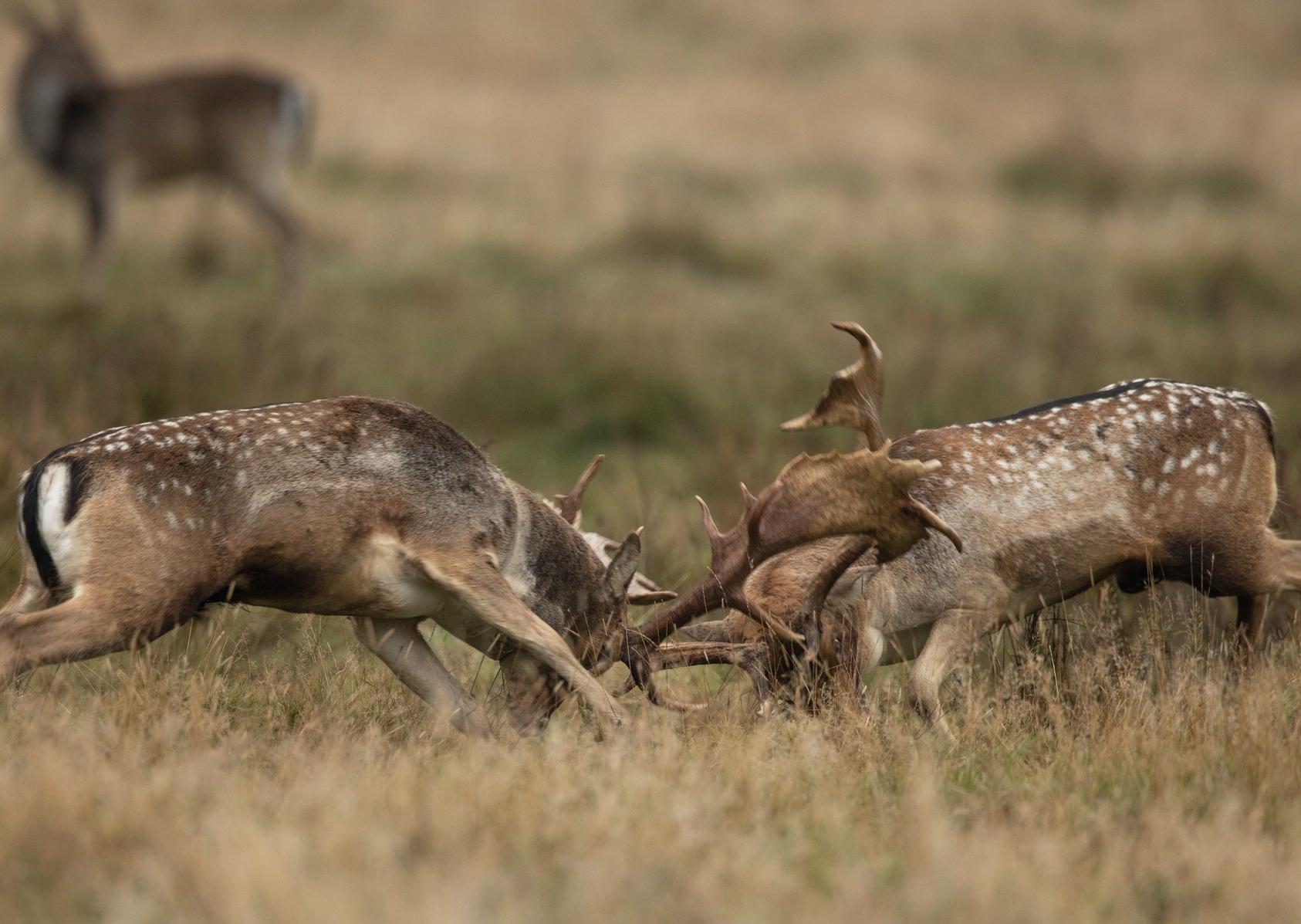 Deer in Petworth Park