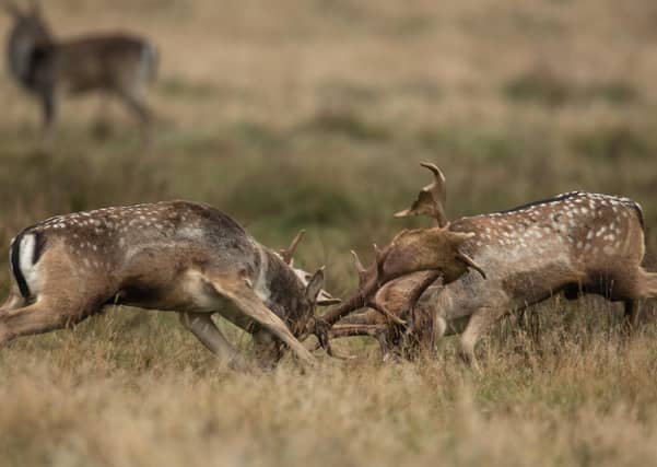 Deer in Petworth Park