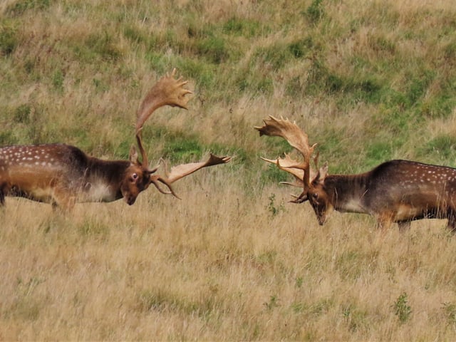 Rutting deer at Petworth Park