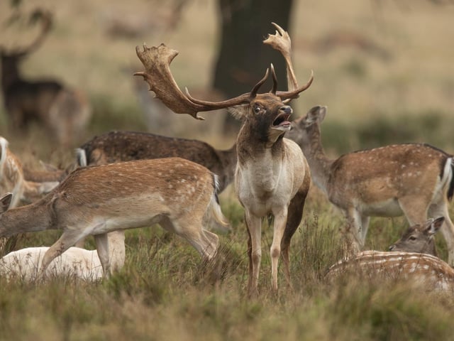 Deer in Petworth Park