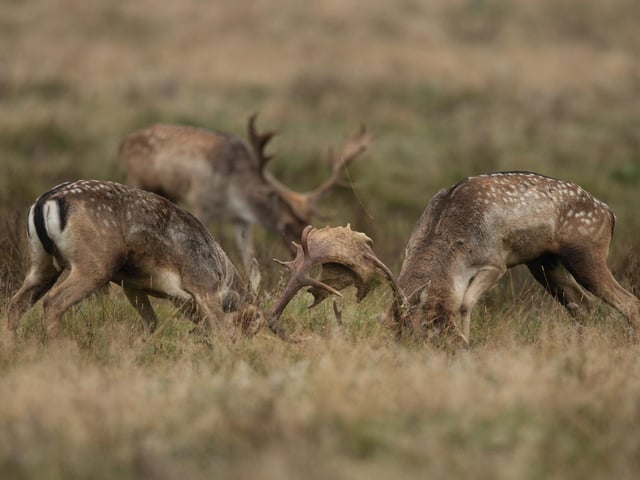 Deer in Petworth Park