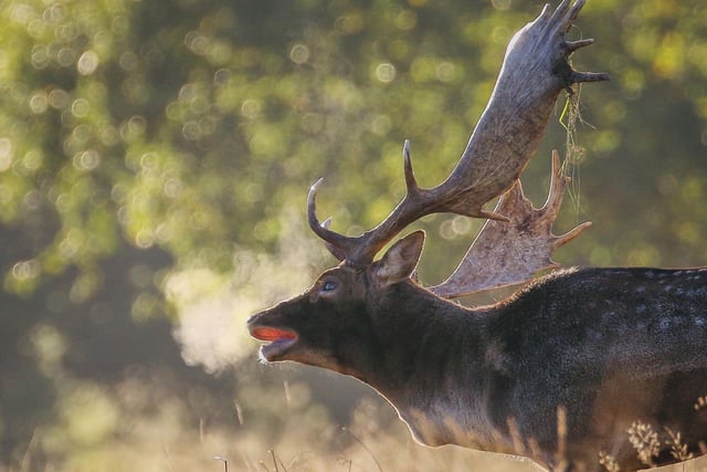 A stag in Petworth Park