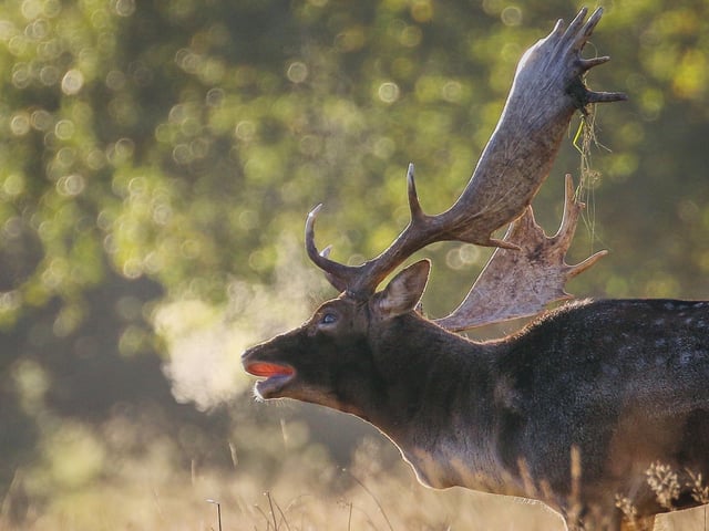A stag in Petworth Park