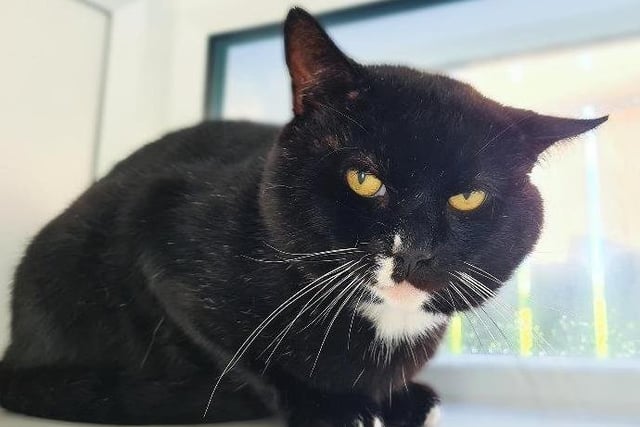 Lovely Timmy had been a homeless stray before coming into our care through a veterinary practice. He is around 5 years old.

Timmy is a shy boy who is nervous around people and will benefit from a quiet adult only home. He will need a patient and understanding owner who can slowly earn his trust over time. Timmy is already making progress and can be won over with dreamies. He does welcome and enjoys a little bit of stroking on the head but he is not keen on extended periods of contact. Timmy may be able to live with another cat after slow and careful introductions.