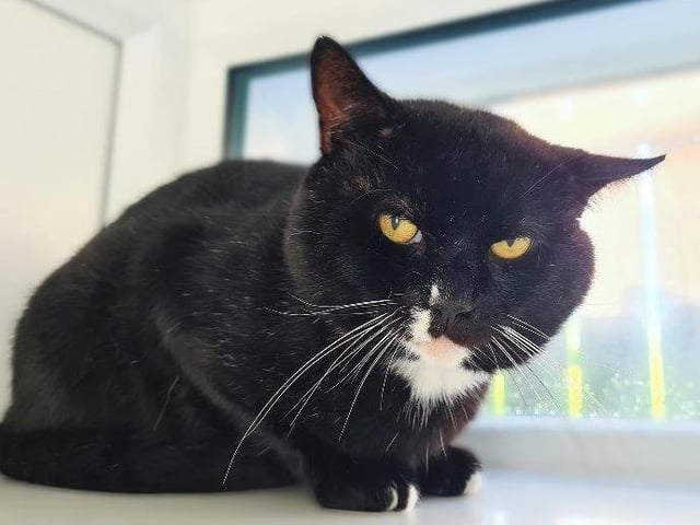 Lovely Timmy had been a homeless stray before coming into our care through a veterinary practice. He is around 5 years old.

Timmy is a shy boy who is nervous around people and will benefit from a quiet adult only home. He will need a patient and understanding owner who can slowly earn his trust over time. Timmy is already making progress and can be won over with dreamies. He does welcome and enjoys a little bit of stroking on the head but he is not keen on extended periods of contact. Timmy may be able to live with another cat after slow and careful introductions.