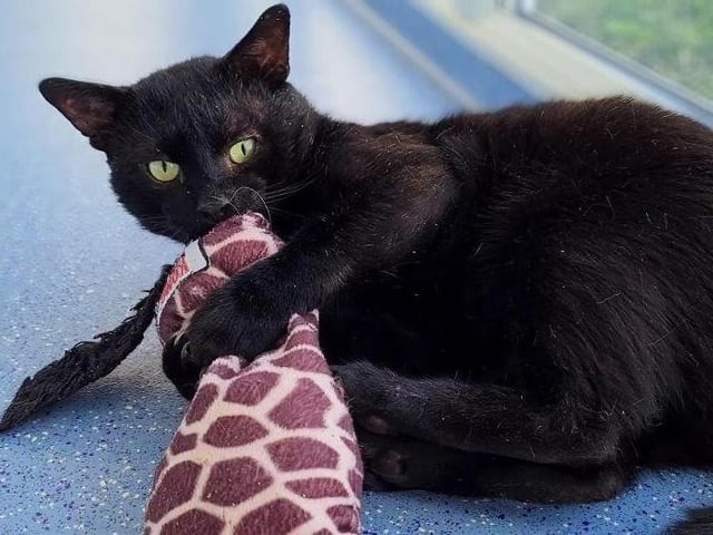 Lovely Raffles is another stray who had been fending for himself for a while. He had wounds consistent with fighting with other cats which have been treated and have now healed. We think he is around 3 years old.

Raffles is an interesting fella, he does like a little fuss but is wary around people and is prone to swiping feet. He is looking for an indoor home as an only cat as he is FIV positive. He would benefit from access to a catio or an escape-proof garden. More about FIV can be found here: https://www.rspca.org.uk/adviceandwelfare/pets/cats/health/fiv

We would like to find Raffles a loving and understanding home where he can relax. He would be best suited to a more experienced cat owner with no children.