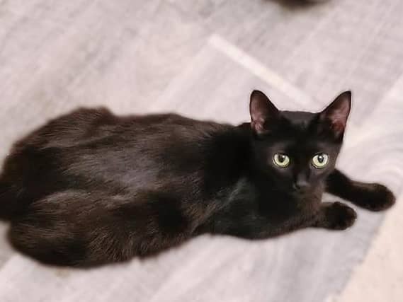 Pretty little Jo is around a year old. She was one of 8 cats rescued by the inspectorate whose needs were not being met.
Jo was suffering from cat flu when she arrived in care and was heavily pregnant. She has now almost finished weaning her kittens and is looking for a new home. Jo is currently cat flu symptom-free but symptoms may flare up in the future, especially in stressful situations. Jo is a happy and affectionate cat who loves fuss and attention. She would be ok to live with sensible children of school age. She may also be able to live with another friendly cat.