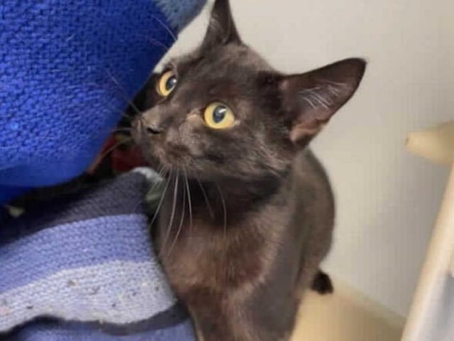 This sweet girl is Sooty and she found herself in RSPCA care along with many of her friends. After some time here at Block Fen she is now ready to look for her forever home.
Sooty is a shy girl and has found cattery life quite daunting. She has settled in somewhat but still has a way to go before she is completely comfortable in her surroundings. She is learning how to enjoy a fuss and and is becoming more trusting but she will need continued support with this in her new home.

Sooty would benefit from a quieter household where she can settle in to her new environment in her own time. She has lived with cats previously so may be able to live with another friendly cat as long as introductions are done slowly and in the right way.

Due to her timid nature this pretty little cat will need a space of her own to be able to go to if she feels things are a little too much and she needs a retreat. We feel that given time and patience Sooty would make a great addition to the family.