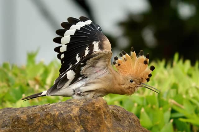 The hoopoe in Warwick. Photo by Alec Cuthbertson