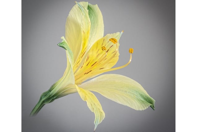 Alstroemeria (Peruvian Lily) by Tony Chivers, which will be part of the Banbury Camera Club's exhibition held at The Heseltine Gallery