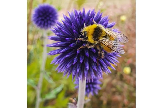 Bee by Rebecca Boasman, which will be part of the Banbury Camera Club's exhibition held at The Heseltine Gallery