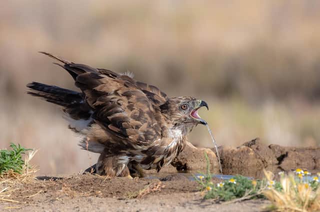 A Thirsty Buzzard by Barry Boswell, which will be part of the Banbury Camera Club's exhibition held at The Heseltine Gallery